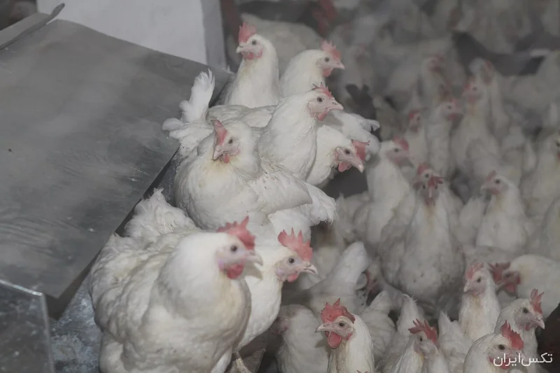 آنفلوانزای پرندگان: آفریقای جنوبی خواستار واکسیناسیون طیور شد